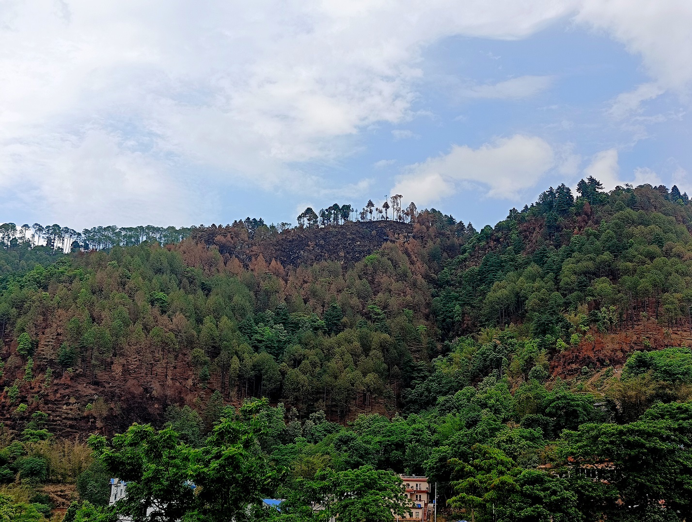 Burned trees from the forest fire that occurred in Tapeshwar-temple, Badikhel  | Photo: Vivek Baranwal