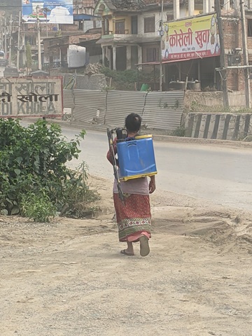 A woman carries a pesticide sprayer along the road, reflecting the increasing reliance on chemical inputs as erratic weather patterns drive new crop diseases and pests.