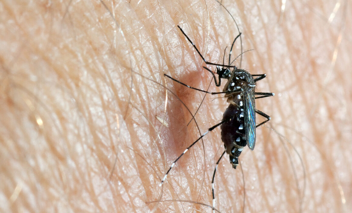 Aedes aegypti | Image Source: European Centre for Disease Prevention and Control