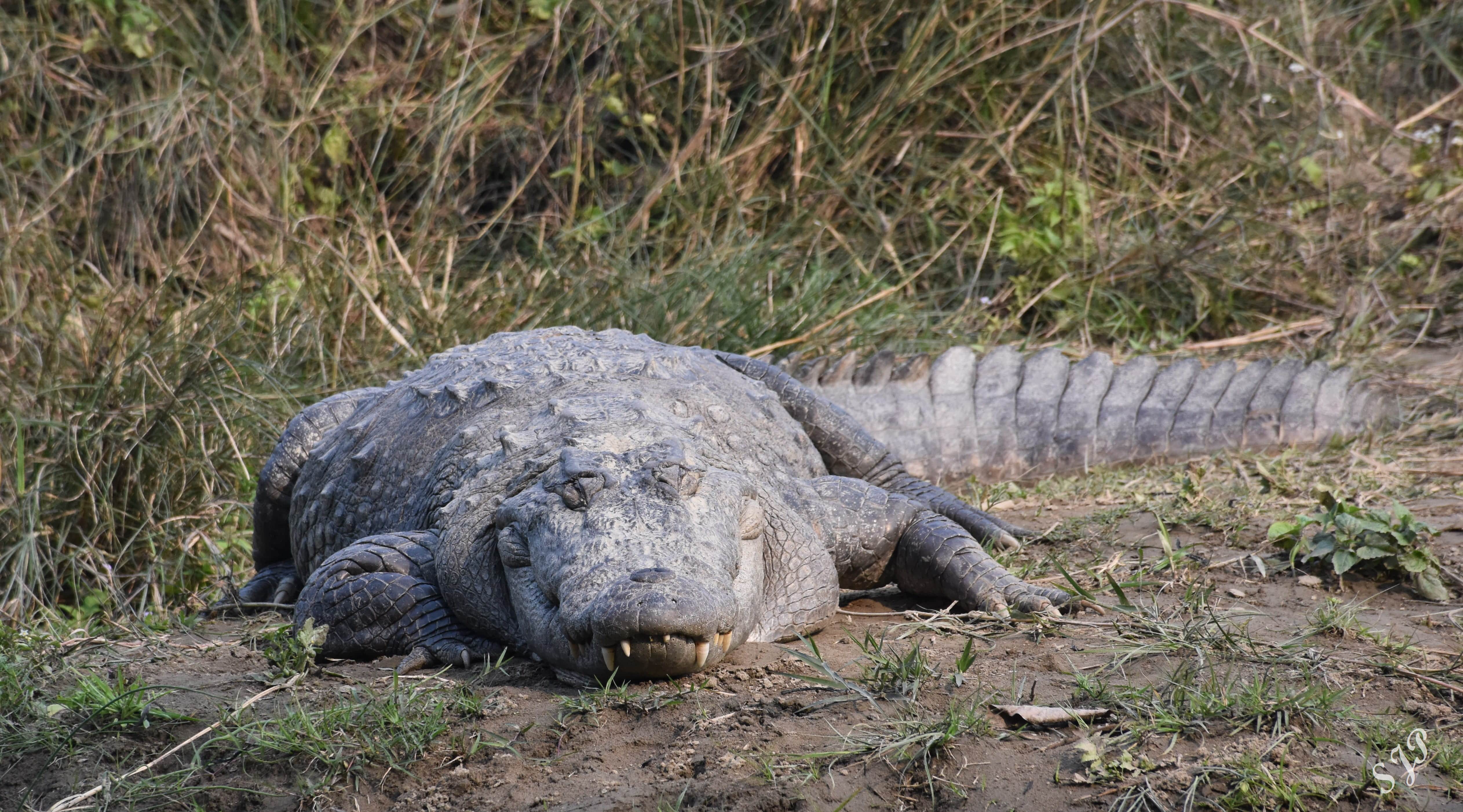 A large Crocodile sunbathing at Rapti riverbank