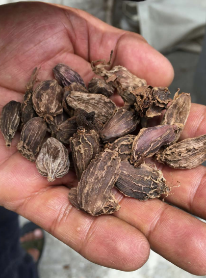 Dried Large Cardamom | Source: International Trade Centre (ITC)