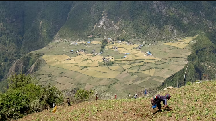 A woman weeding freshly planted corn across the valley from Trok, Nubri. Geoff Childs, CC BY-SA
