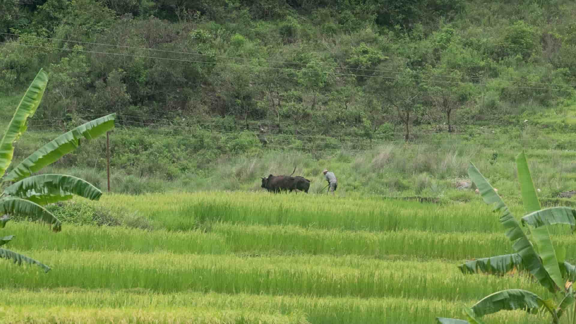 In the mid-hills farmers struggle to maintain crop yields as erratic rainfall and hailstorms disrupt centuries-old agricultural calendars
