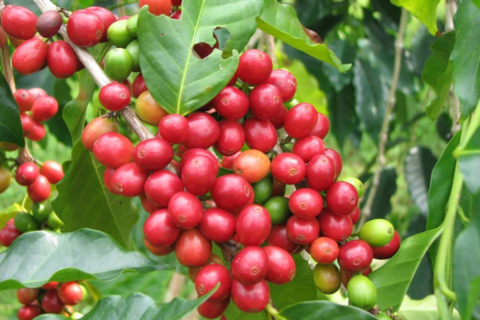 Red Coffee Cherries farmed in Palpa by Nepal Organic Coffee Products | Photo courtesy: Nepal Organic Coffee Products Pvt Ltd