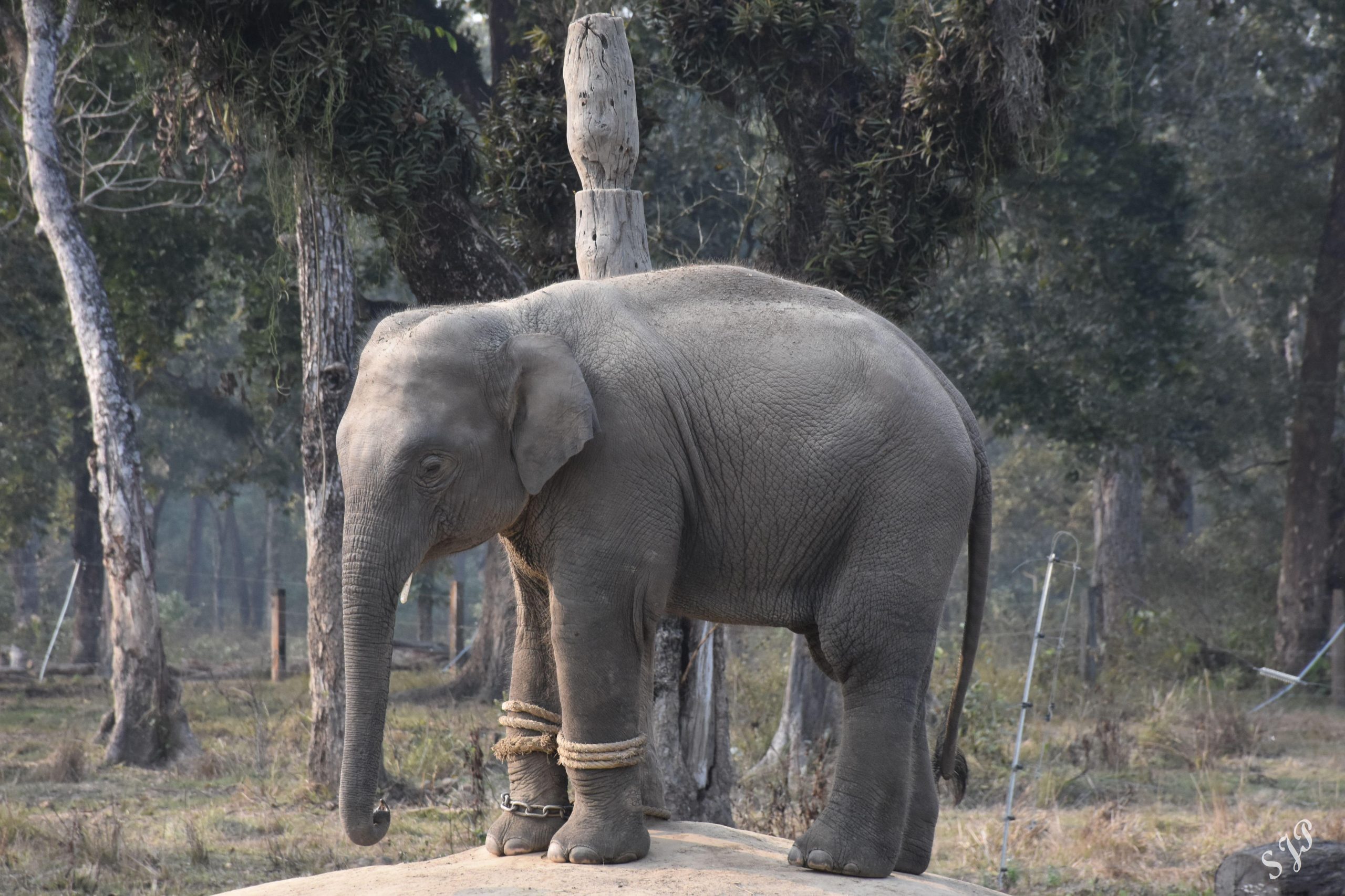 A young calf going under an intense training in Elephant Breeding Centre, Chitwan National Park