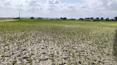 Severe drought in Madhesh raises alarm on rice and water